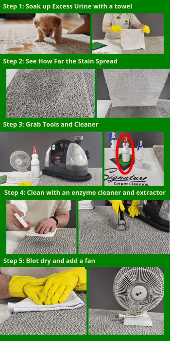 Images with step-by-step instructions to remove a pet urine stain from a carpet