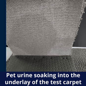 Image of pet urine soak through a carpet and into the underlay