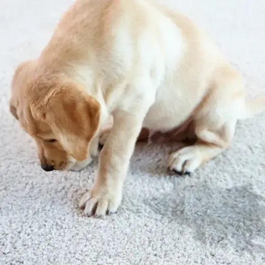 Image_Website_Paws and purrs service page-1-Hero Image
