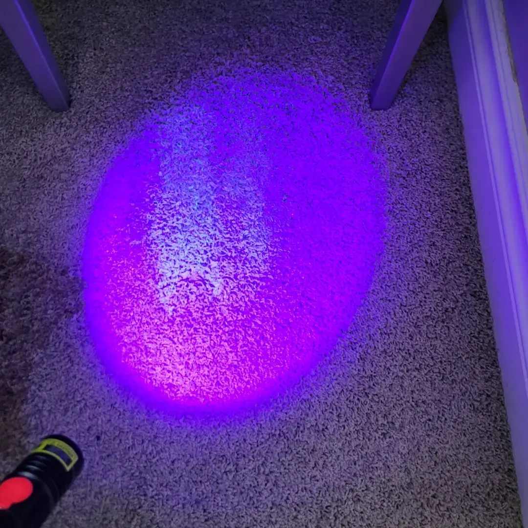 UV light carpet Inspection