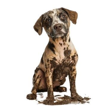 Dog sitting covered in mud