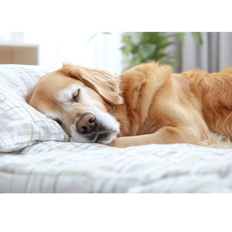 Dog Sleeping on a mattress